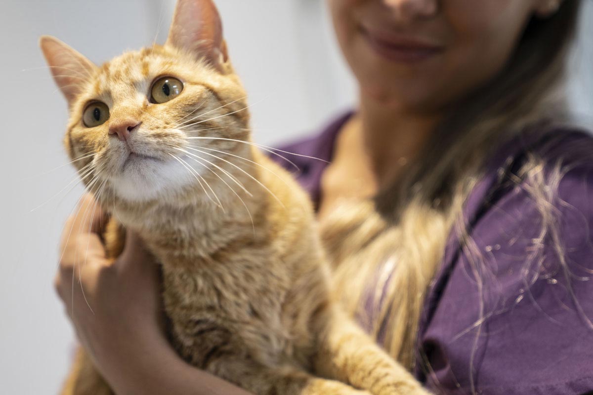 Für Katzenbesitzer
